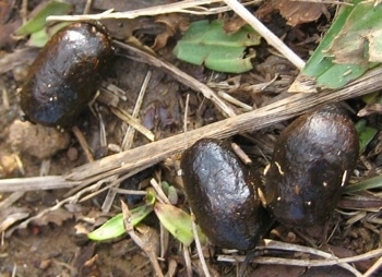 Close Up - Goat Poop