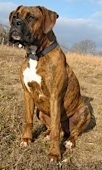 Bruno the Boxer as a Puppy sitting outside in brush