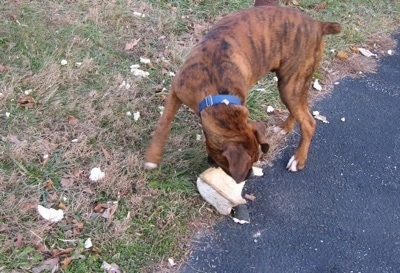 Bruno the Boxer chewing on the lawn ornament