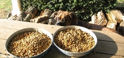 Cat food on the table and Bruno the Boxer is looking at it