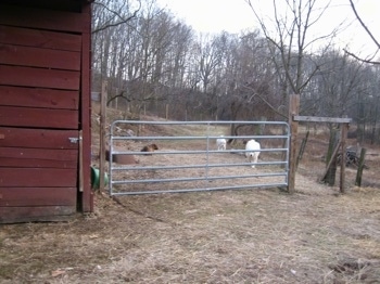 Tundra and Tacoma the Great Pyrenees walking to the gate, and Bruno the Boxer is laying in the grass