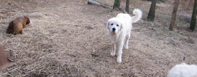 Bruno the Boxer continuing to eat his pig ear. Tacoma the Great Pyrenees walking past Bruno very slowly