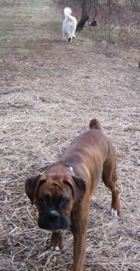 Bruno the Boxer coming to the Camera Holder. In the background Tacoma the Great Pyrenees running with the pig ear