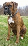 Bruno the Boxer sitting outside with a ;ine of dead trees in the background