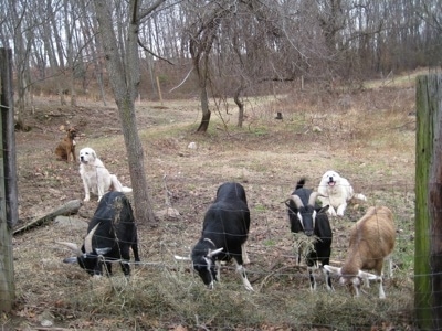 Bruno the Boxer with Tacoma and Tundra the Great Pyrenees watching the goats