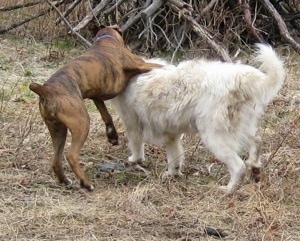 Bruno the Boxer playing with Tacoma the Great Pyrenees