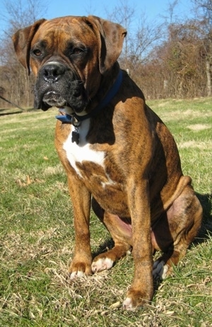 Bruno the Boxer sitting outside