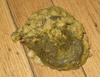 Pile of thrown-up poop on a hardwood floor