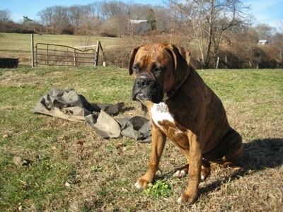 Bruno the Boxer sitting outside next to a black tarp on the ground