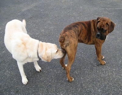 Henry the Labrador Retriever sniffing Bruno the Boxer's back end