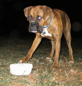 Bruno the Boxer looking up with his paw on a hunk of snow