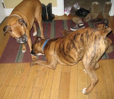 Allie And Bruno the Boxer playing around in the house with a pile of shoes in the background