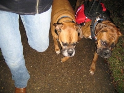 Allie and Bruno the Boxers walking on a blacktop