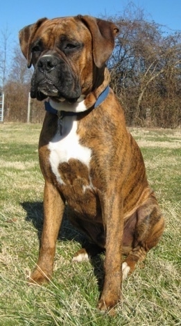 Bruno the Boxer sitting outside