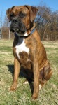 Bruno the Boxer is sitting in grass with trees in the background