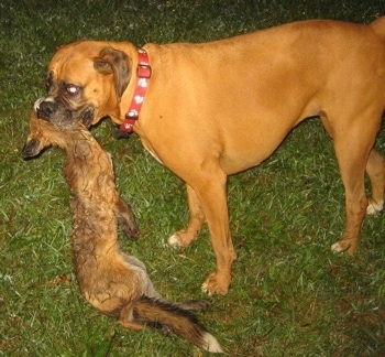 Allie the Boxer carrying a dead fox in her mouth