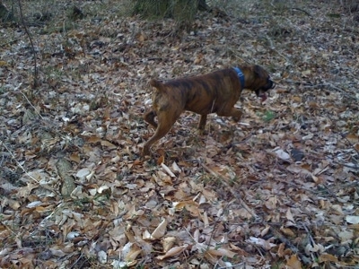 Bruno the Boxer walking around outside with his mouth open and tongue all the way out.