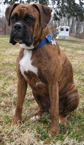 Bruno the Boxer sitting outside with a horse trailer in the background