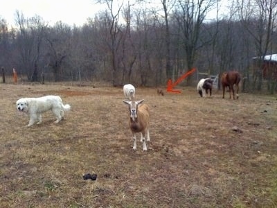 Bruno the Boxer in a field with Tacoma and Tundra the Great Pyrenees with goats and horses