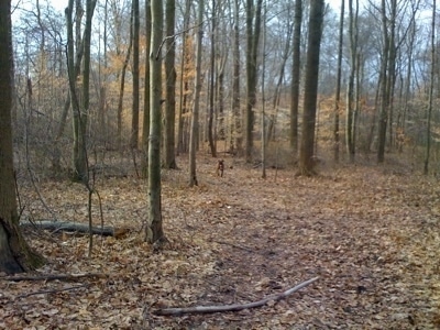 Bruno the Boxer running from the other side of the trees