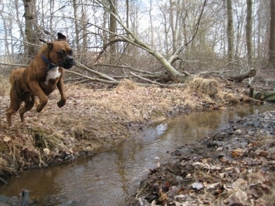 Boxer Jumping