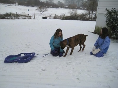 Sara and Jordan with a sled outside in the snow with Bruno the Boxer