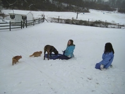 Bruno the Boxer on the sled with two cats near him and Sara and Jordan