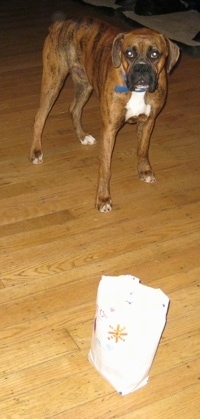 Bruno the Boxer in front of a valentines day bag filled with candy