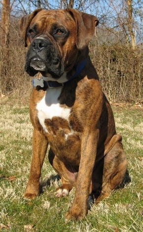 Bruno the Boxer sitting outside in front of a line of trees