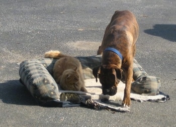 Bruno the Boxer dragging the cat bed around with a cat on it