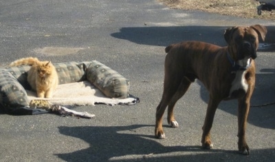 Cat on the ruined bed in the driveway. With Bruno the Boxer looking at the camera holder