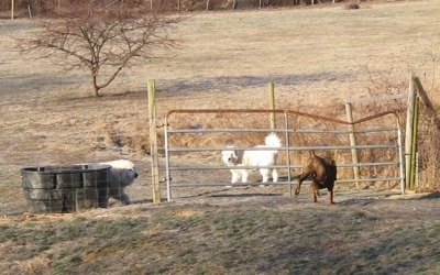 Bruno the Boxer running to the Gate the Tacoma and Tundra are behind