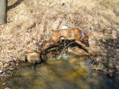 Bruno the Boxer jumping over the stream