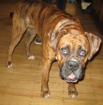 Bruno the Boxer standing on a hardwood floor looking up at the camera with his head down