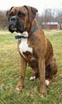 Bruno the Boxer is sitting outside with a barn in the trees