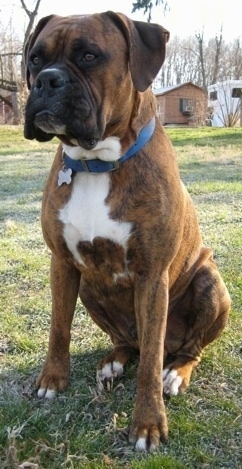 Bruno the Boxer sitting outside with a horse trailer and a shed in the background