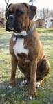 Bruno the Boxer is sitting outside in a field behind a series of homes