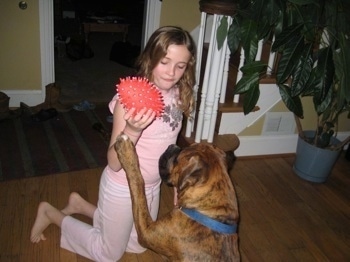 Sara holding a toy up and Bruno the Boxer waving his paw for it