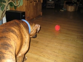 Toy on the ground a few feet in front of Bruno the Boxer who is waiting to pounce