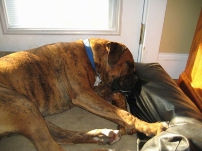 Bruno the Boxer sleeping in a dog bed