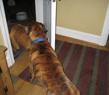 Allie and Bruno the Boxer running out of the house