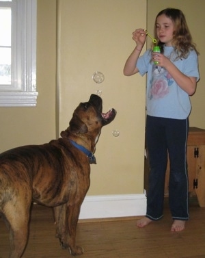 Bruno the Boxer biting at the Bubbles being blown by Sara