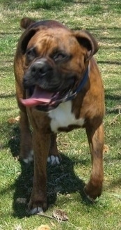 Close Up - Bruno the Boxer with his mouth open and tongue out