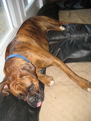 Bruno the Boxer laying across the top of both of the dog beds