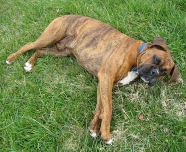 Bruno the Boxer laying on his side outside in the grass