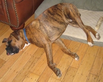 Bruno the Boxer sleeping half way on the floor half on his dog bed with a bone next to his back paw