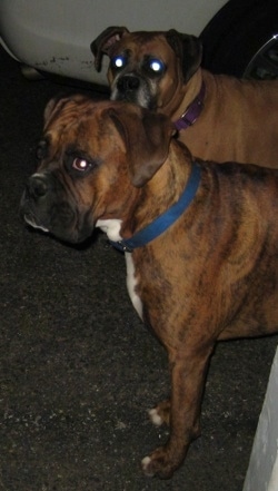 Allie and Bruno the Boxers waiting outside at night