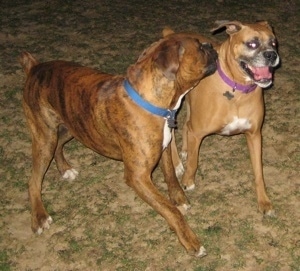 Allie and Bruno the Boxer playing around outside