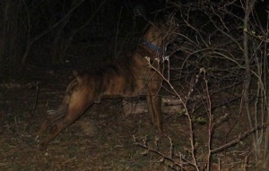 Bruno the Boxer perked up listening in a still stance