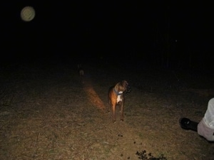 Bruno the Boxer looking off into the distance